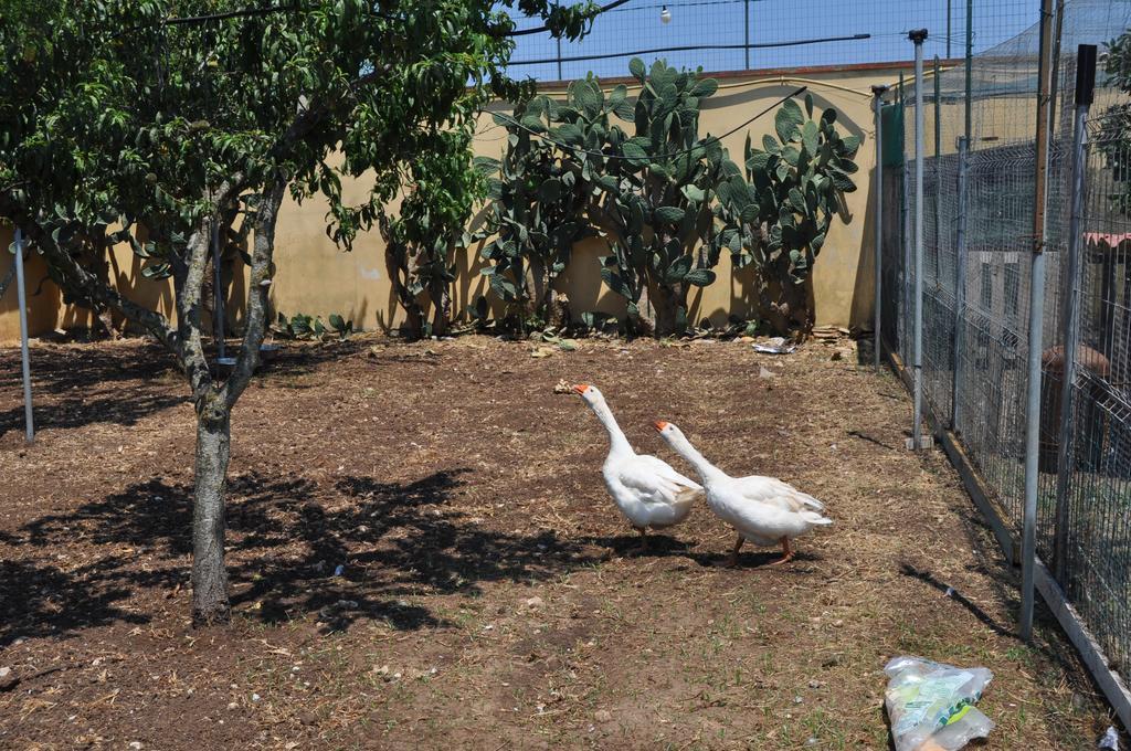 Bed & Breakfast Giardini Di Marzo Lecce Dış mekan fotoğraf